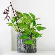 Animalia | Plant Stake | Eucalyptus